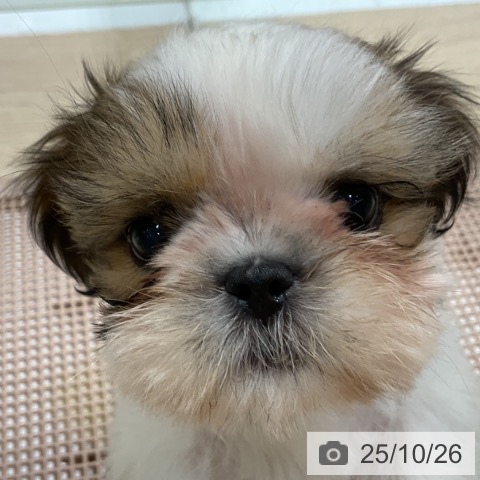 シー・ズーの写真