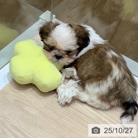 シー・ズーの写真