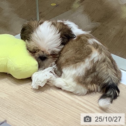 シー・ズーの写真