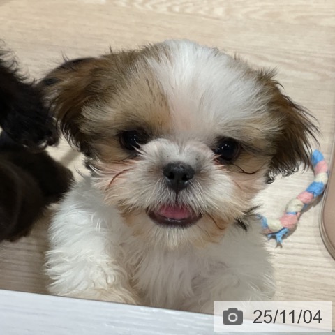 シー・ズーの写真