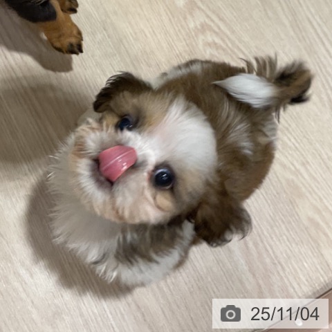 シー・ズーの写真