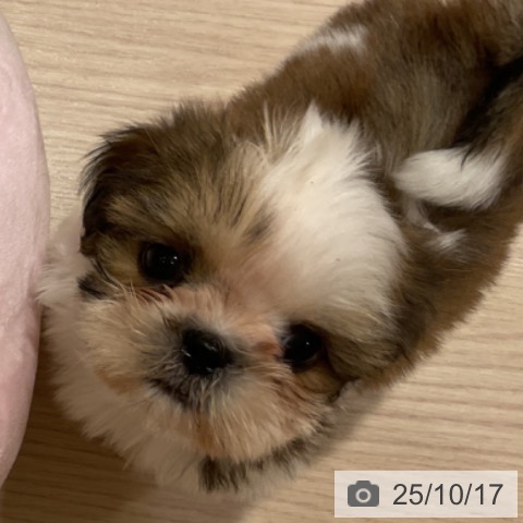 シー・ズーの写真