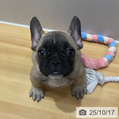 フレンチ・ブルドッグの写真