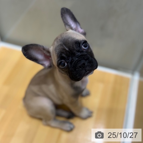 フレンチ・ブルドッグの写真