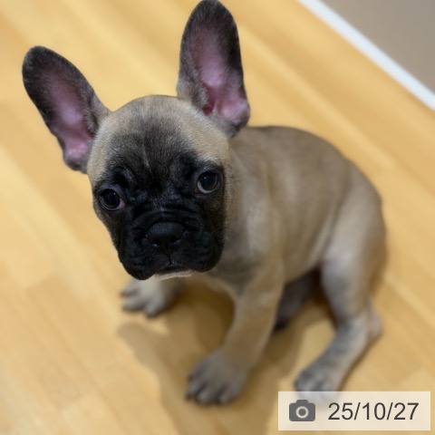 フレンチ・ブルドッグの写真