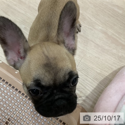 フレンチ・ブルドッグの写真