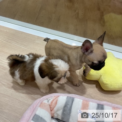 フレンチ・ブルドッグの写真