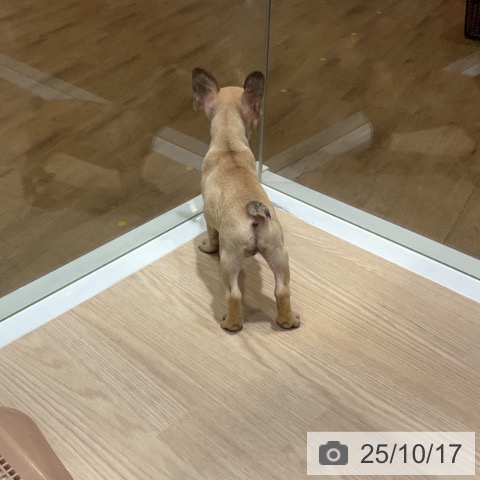 フレンチ・ブルドッグの写真