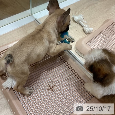 フレンチ・ブルドッグの写真