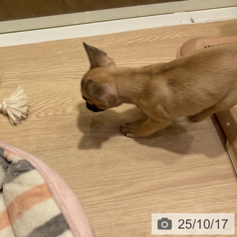 フレンチ・ブルドッグの写真