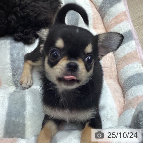 チワワの写真