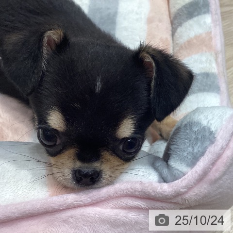 チワワの写真