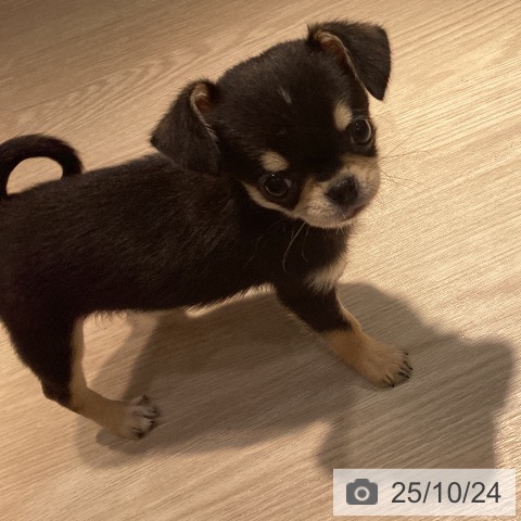チワワの写真