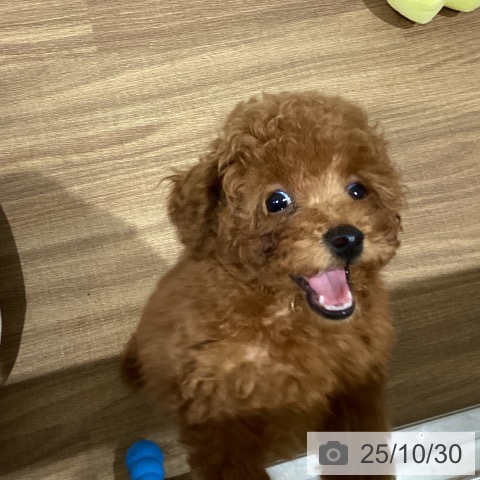 トイ・プードルの写真