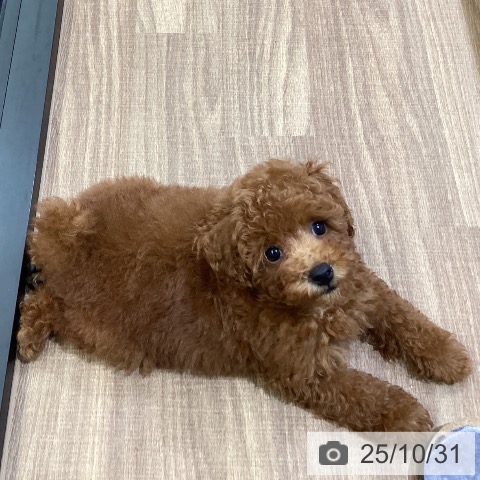 トイ・プードルの写真