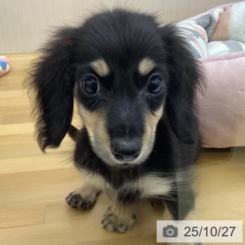 カニーンヘン・ダックスフンドの写真