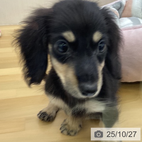 カニーンヘン・ダックスフンドの写真