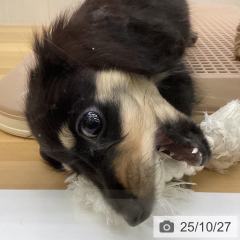 カニーンヘン・ダックスフンドの写真