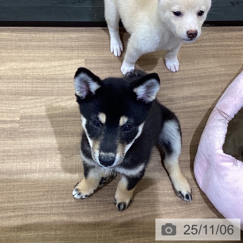 鳥取県の柴犬(標準サイズ) (ペッツワン 日吉津店/2025年8月17日生まれ/女の子/黒)の子犬の4枚目の画像