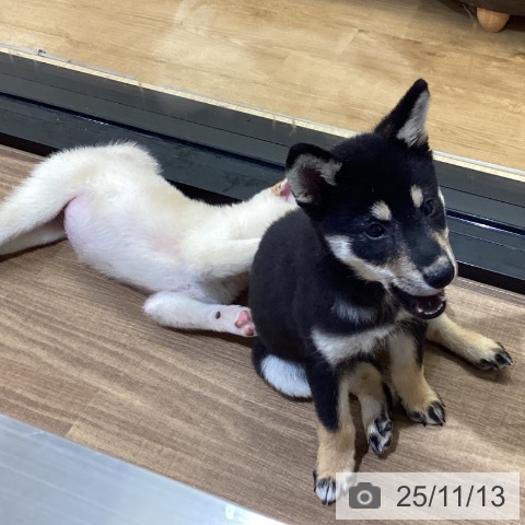 鳥取県の柴犬(標準サイズ) (ペッツワン 日吉津店/2025年8月17日生まれ/女の子/黒)の子犬の3枚目の画像