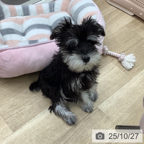 ミニチュア・シュナウザーの写真