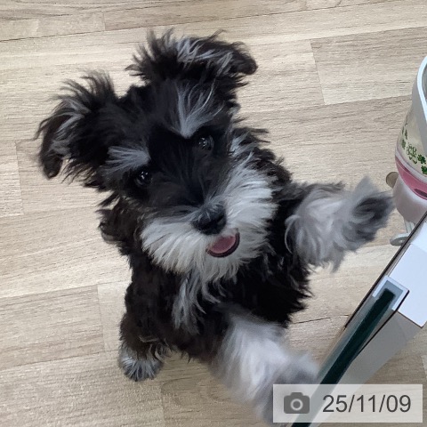 ミニチュア・シュナウザーの写真