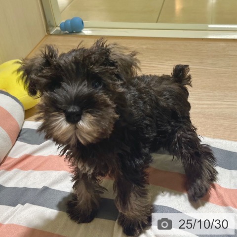 ミニチュア・シュナウザーの写真