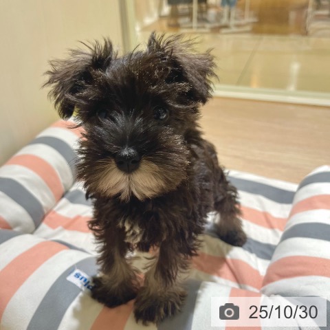 ミニチュア・シュナウザーの写真