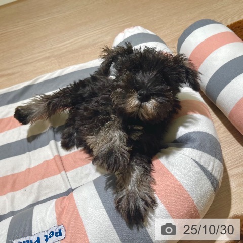 ミニチュア・シュナウザーの写真