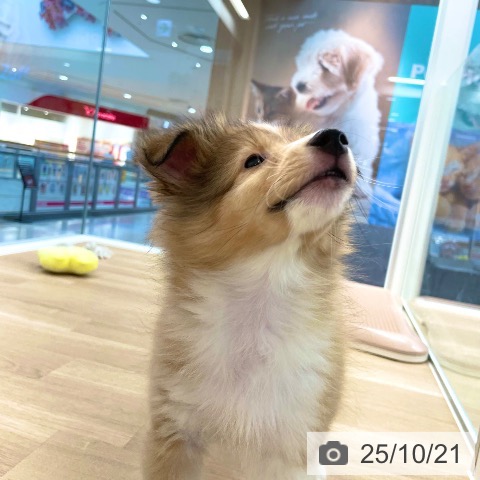 シェットランド・シープドッグの写真