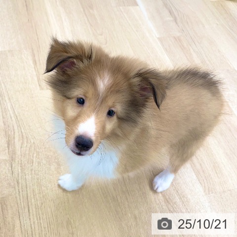 シェットランド・シープドッグの写真