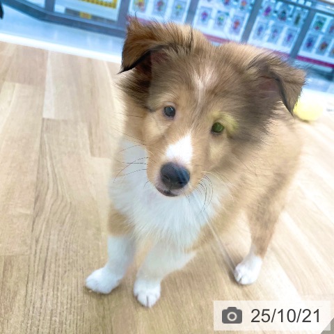 シェットランド・シープドッグの写真