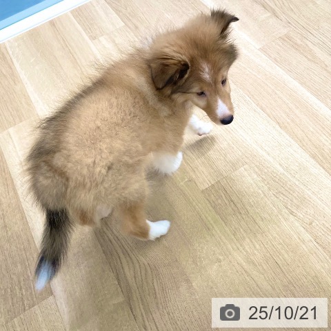 シェットランド・シープドッグの写真