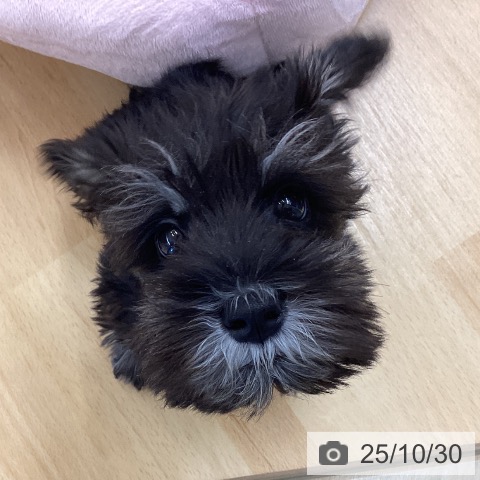 ミニチュア・シュナウザーの写真