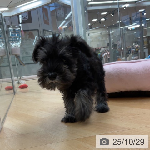 ミニチュア・シュナウザーの写真