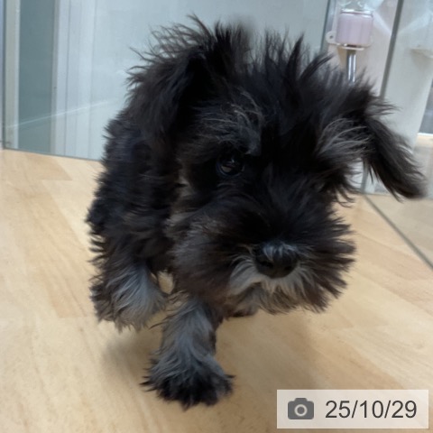 ミニチュア・シュナウザーの写真