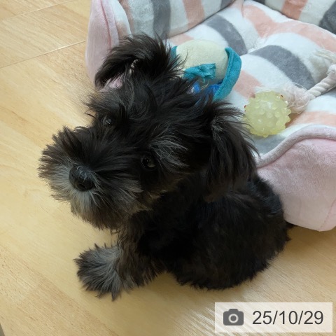 ミニチュア・シュナウザーの写真