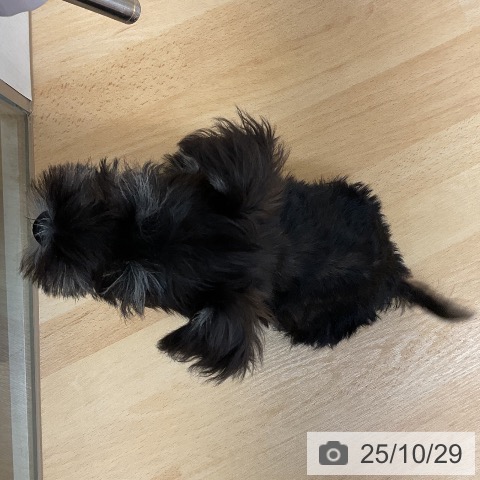 ミニチュア・シュナウザーの写真