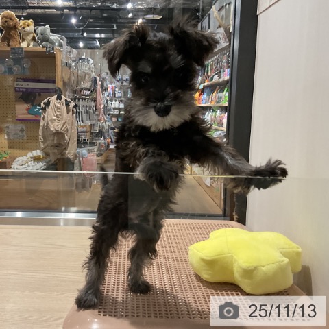 群馬県のミニチュアシュナウザー (ペットプラス 前橋店/2025年8月21日生まれ/男の子/ソルトペッパー)の子犬の4枚目の画像