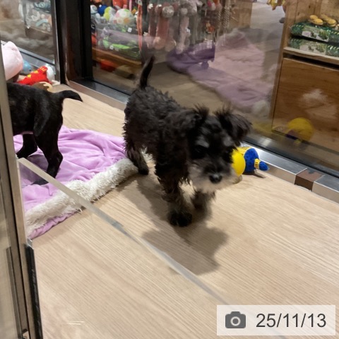 群馬県のミニチュアシュナウザー (ペットプラス 前橋店/2025年8月21日生まれ/男の子/ソルトペッパー)の子犬の3枚目の画像