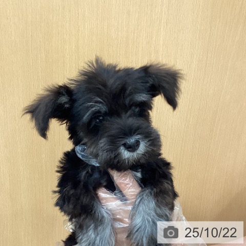 ミニチュア・シュナウザーの写真