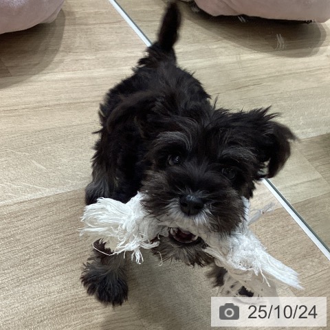 ミニチュア・シュナウザーの写真