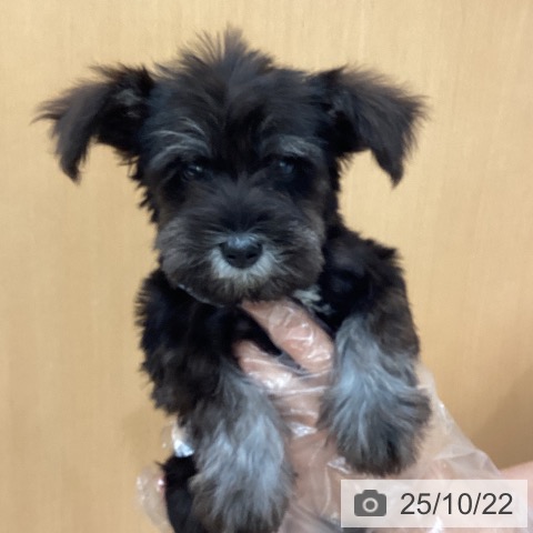 ミニチュア・シュナウザーの写真