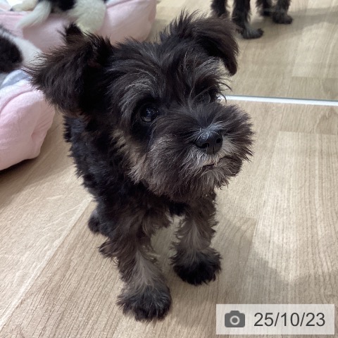 ミニチュア・シュナウザーの写真