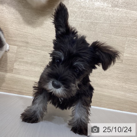 ミニチュア・シュナウザーの写真