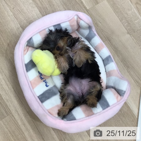 ペットプラス 日の出店 | ヨークシャー・テリアの詳細情報 | 子犬