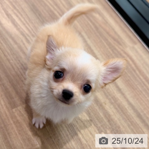 チワワの写真