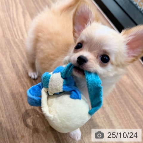 チワワの写真