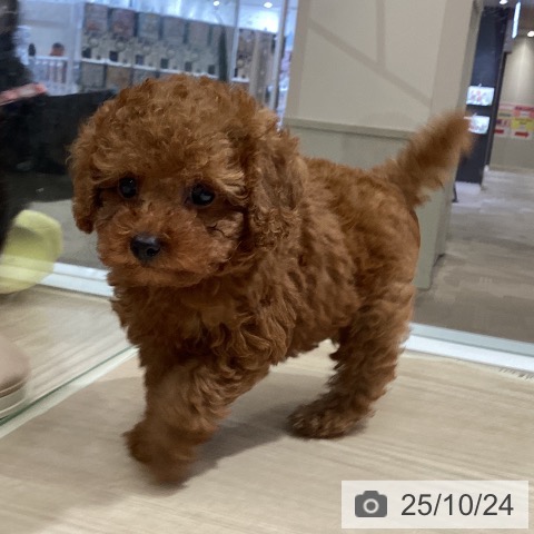 トイ・プードルの写真