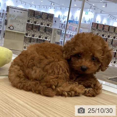 トイ・プードルの写真